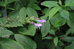 Meehania urticifolia