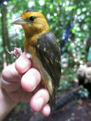 Ploceus sanctithomae