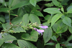 Meehania urticifolia