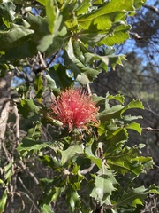 Banksia ilicifolia