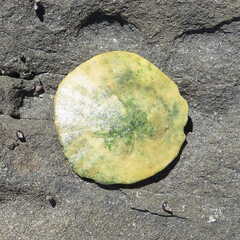 Dendraster excentricus