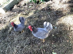 Gallus gallus domesticus