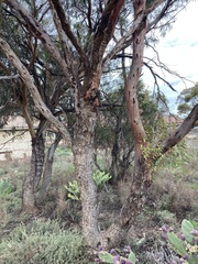 Eucalyptus virella