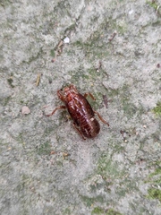 Cryptotympana atrata