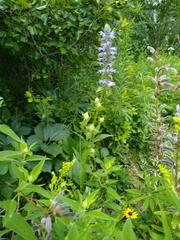 Agastache foeniculum