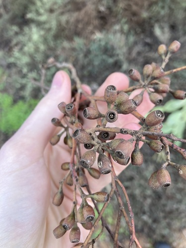 Image of Eucalyptus virella by (c) Thomas Mesaglio, some rights reserved (CC BY)