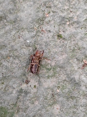 Cryptotympana atrata