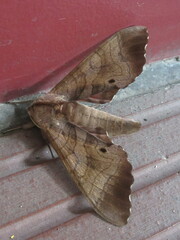 Marumba echephron