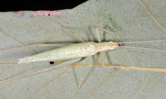 Oecanthus exclamationis