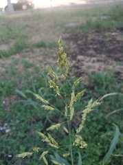 Sorghum