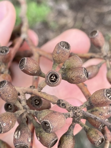 Image of Eucalyptus virella by (c) Thomas Mesaglio, some rights reserved (CC BY)