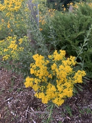 Solidago rigida