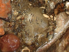 Charybdis japonica