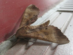 Marumba echephron