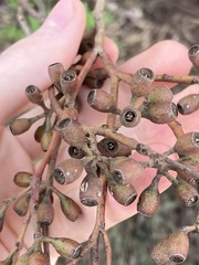 Eucalyptus virella