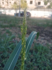 Sorghum