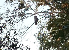 Strix uralensis