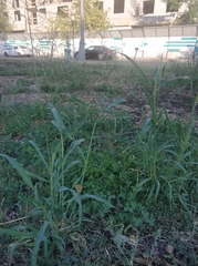 Sorghum