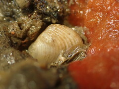 Venerupis largillierti