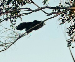 Strix uralensis