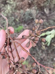Eucalyptus virella