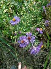 Symphyotrichum novae-angliae