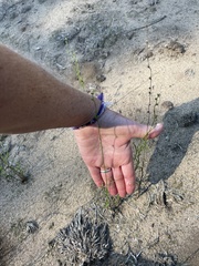 Nuttallanthus canadensis