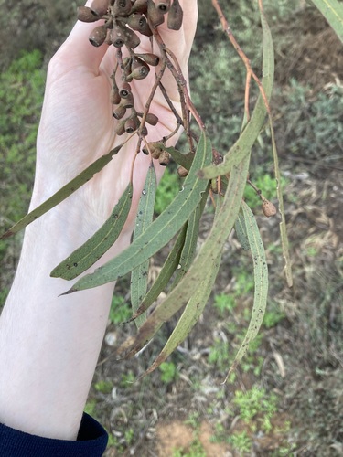 Image of Eucalyptus virella by (c) Thomas Mesaglio, some rights reserved (CC BY)