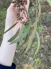 Eucalyptus virella