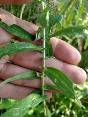 Symphyotrichum novae-angliae