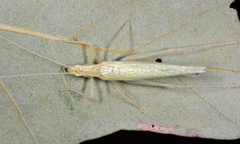 Oecanthus exclamationis