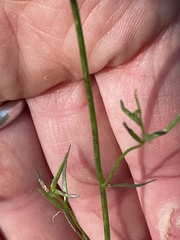 Nuttallanthus canadensis