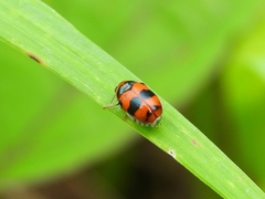 Coccinellidae