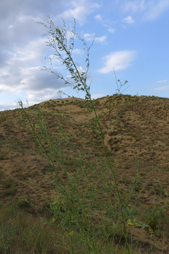 Polish melilot (Melilotus polonicus)