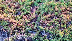 Carpobrotus chilensis