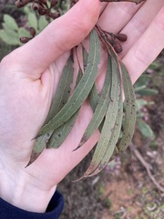 Eucalyptus virella