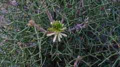 Isopogon