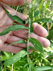 Symphyotrichum novae-angliae
