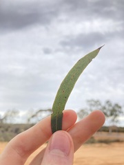 Eucalyptus virella