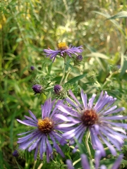 Symphyotrichum novae-angliae