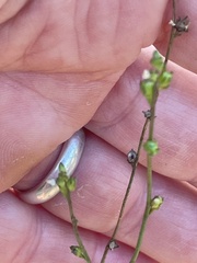 Nuttallanthus canadensis