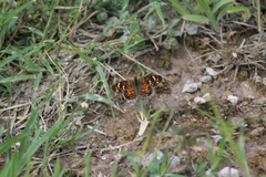 Phyciodes pallescens