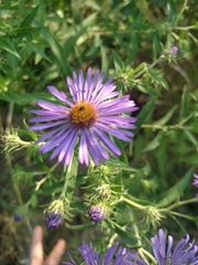 Symphyotrichum novae-angliae