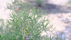 Isopogon