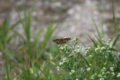 Phyciodes pallescens