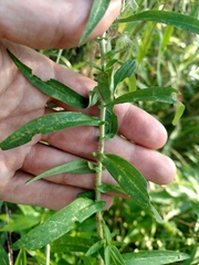 Symphyotrichum novae-angliae
