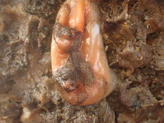 Cnemidocarpa bicornuta