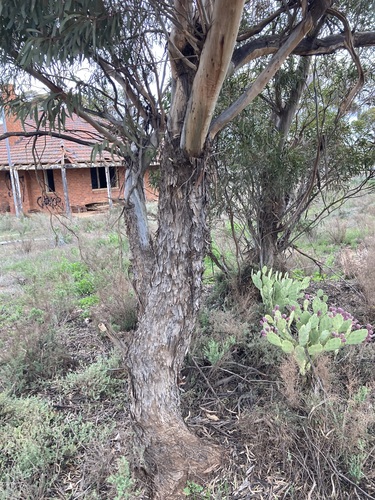 Image of Eucalyptus virella by (c) Thomas Mesaglio, some rights reserved (CC BY)