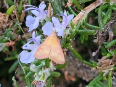 Pyrausta volupialis