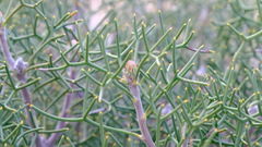 Isopogon